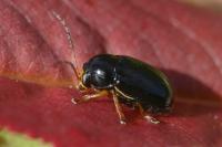 Cryptocephalus flavipes