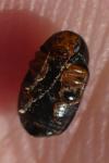 Cryptocephalus flavipes