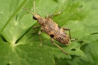 Rhagium mordax