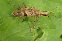 Rhagium mordax