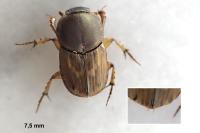Euoniticellus fulvus