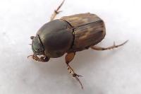 Euoniticellus fulvus
