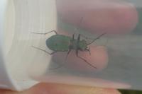 Cicindela campestris