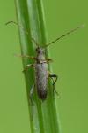 Grammoptera ruficornis