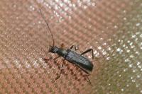 Grammoptera ruficornis