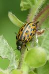 Chrysomela vigintipunctata