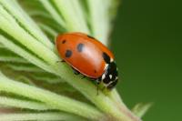 Hippodamia variegata