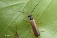 Rhagonycha lignosa
