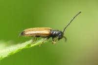 Tetrops praeustus