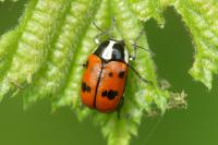 Cryptocephalus octopunctatus