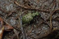 Elaphrus riparius
