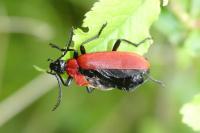 Pyrochroa coccinea