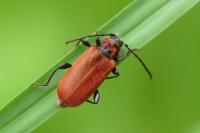 Pyrrhidium sanguineum