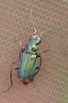 Malachius bipustulatus