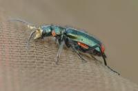 Malachius bipustulatus
