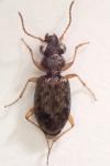 Asaphidion curtum