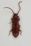 Placonotus testaceus