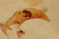 Asaphidion curtum