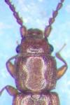 Placonotus testaceus