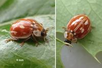 Myzia oblongoguttata