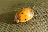 Adalia decempunctata