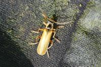 Cantharis decipiens