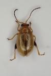 Aphthona lutescens