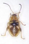 Aphthona lutescens