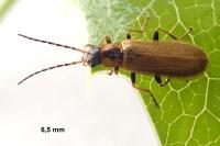 Rhagonycha nigriventris