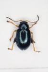 Aphthona nonstriata