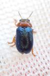 Smaragdina salicina