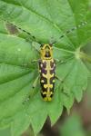 Saperda scalaris