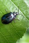 Agelastica alni
