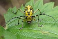 Saperda scalaris