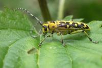 Saperda scalaris