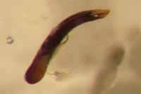 Aphthona nonstriata