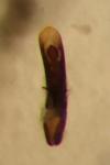 Aphthona nonstriata