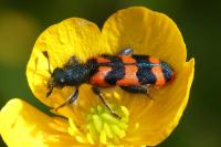 Trichodes alvearius