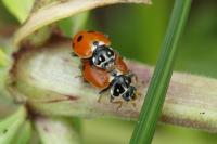 Hippodamia variegata