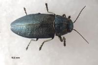 Phaenops cyanea