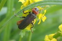 Cantharis fusca