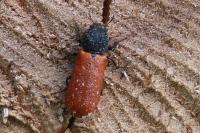 Bostrichus capucinus