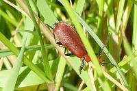Pyrochroa serraticornis