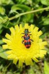 Trichodes alvearius