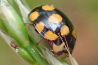 Coccinula quatuordecimpustulata
