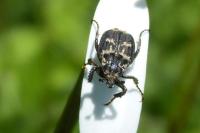 Valgus hemipterus