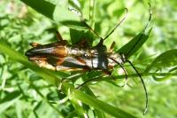 Stenocorus meridianus