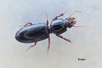 Clivina fossor