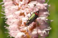 Malachius bipustulatus