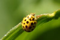 Psyllobora vigintiduopunctata